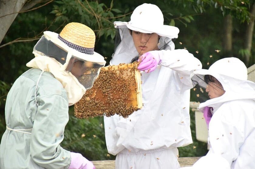 工学院大学みつばちプロジェクトが
東京産ハチミツを使ったパンを企画・開発　
「せいせき夏のビールまつり」で限定販売(9月15日～18日開催)