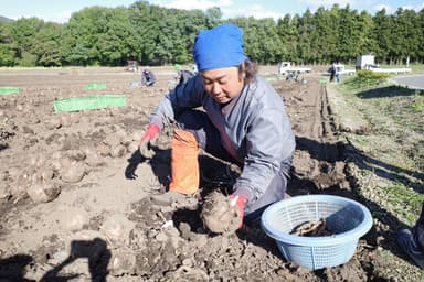 群馬県産コンニャクイモ『みやままさり』の収穫風景2021年11月撮影(1)