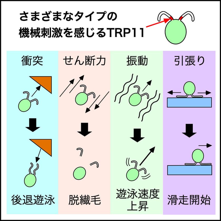 「動く繊毛」が運動装置であると同時に
感覚器でもあることが明らかに