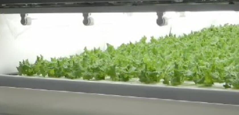 バイテックベジタブルファクトリーのフードロスへの取り組み　
植物工場産野菜を道の駅で販売