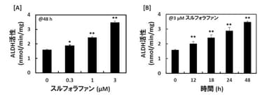 図3．肝臓の細胞においてスルフォラファンがALDH活性に及ぼす効果