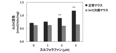 図5．Nrf2欠損動物由来の細胞のALDH活性に対するスルフォラファンの効果