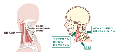 頭・首と呼吸の関係