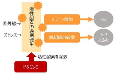 ビタミンEの抗酸化作用