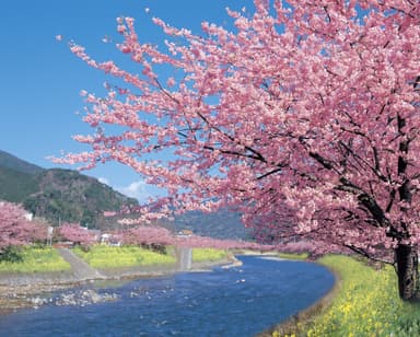 河津桜(2月の風景)