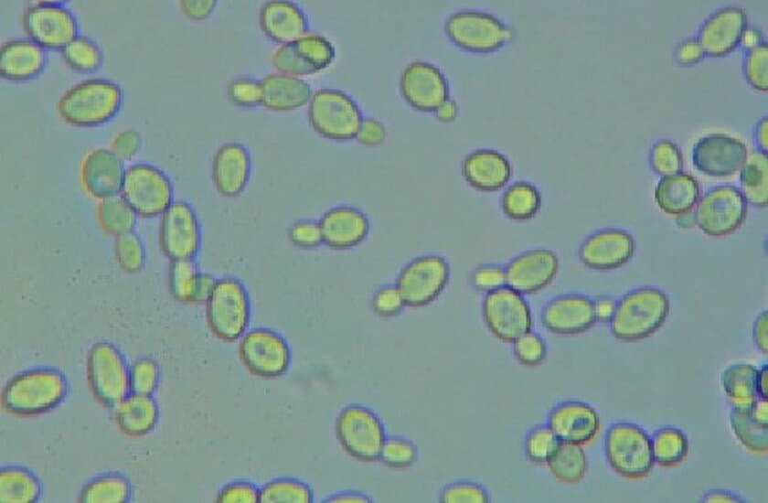 日本初！酒販店の主導で泡盛醸造用酵母「南島1号」を開発