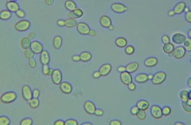 ～バイオジェット社と連携し、沖縄の自然界から採取した野生酵母を実用化～