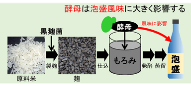 泡盛風味へ酵母の影響と現状