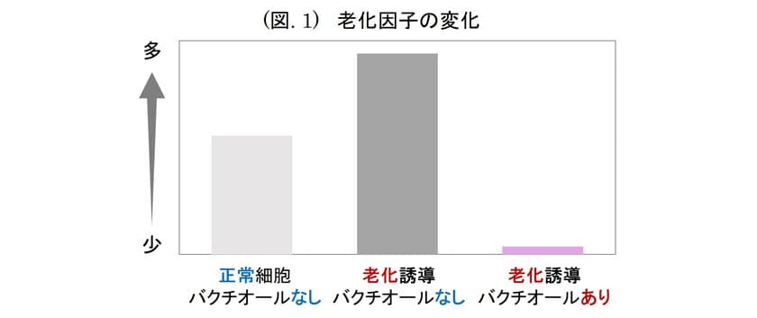 『バクチオール』『ナイアシンアミド』『ワレモコウ』による
相乗的な皮膚の老化抑制効果を発見