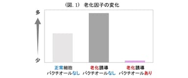 (図. 1) 老化因子の変化