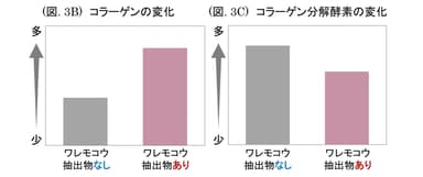 (図. 3B) コラーゲンの変化 ／ (図. 3C) コラーゲン分解酵素の変化