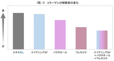 (図. 4) コラーゲン分解酵素の変化