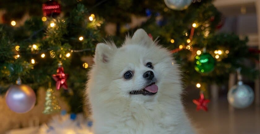 仙台市のイタリアンレストランパリンカが
12月23日、25日に愛犬と共に過ごせるクリスマス企画を開催