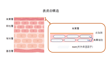 表皮の構造