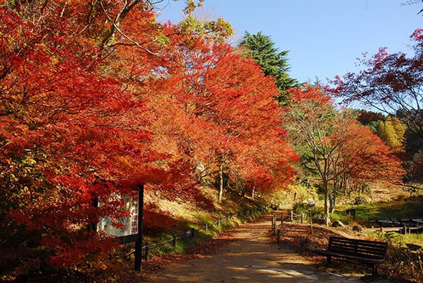 六甲高山植物園 一足早く「紅葉」が見頃！
夜間イベント「ひかりの森～夜の芸術散歩～」も開催中