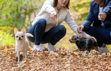 小型犬用ドッグガーデン