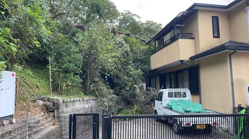 相次ぐ倒木事故で調査依頼が10年で40倍に　
交野市の小学校で植樹と命の大切さを学ぶ授業11/11開催