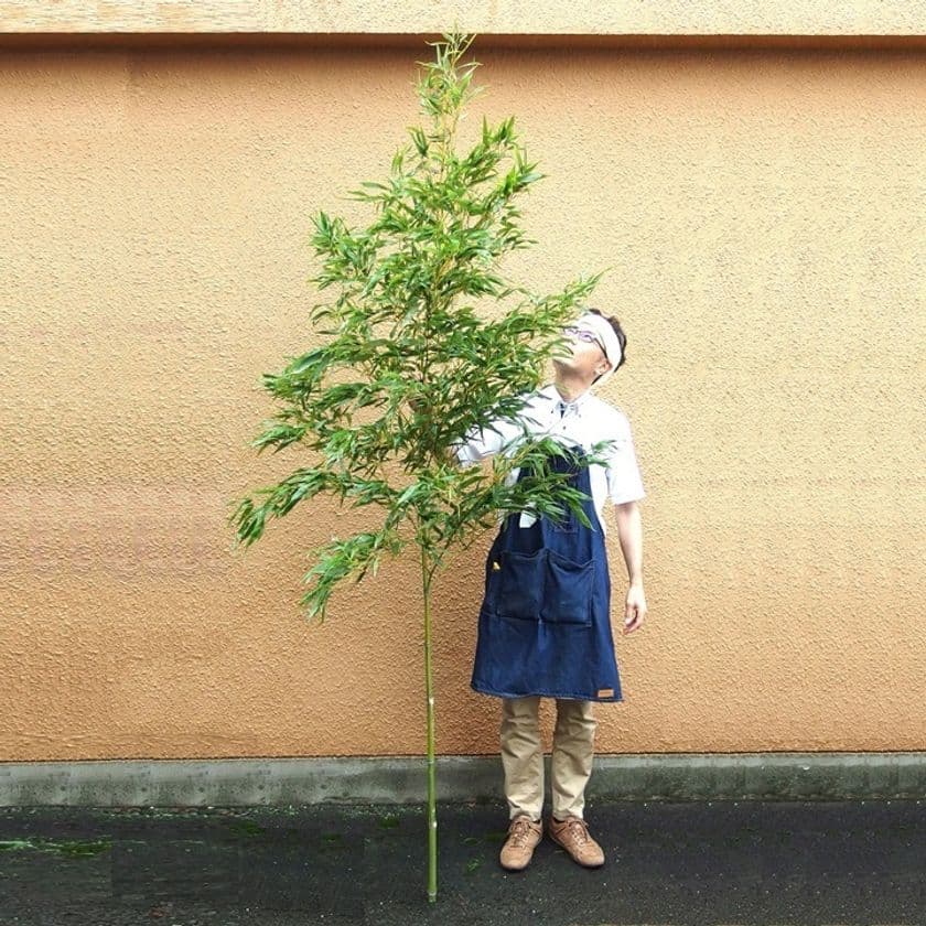 進む竹離れで国産の竹が手に入らない!?
一生に一度のシーンに竹を求めるニーズ14倍