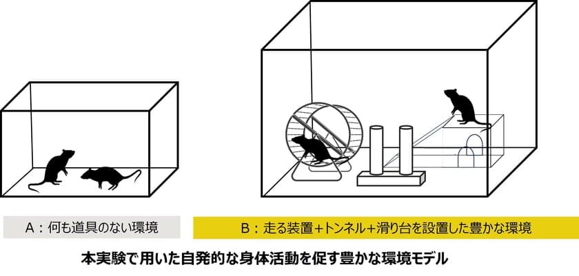 自発的な身体活動により、骨格筋が肥大することを確認
　―豊かな環境が動物モデルに与える影響を検証―