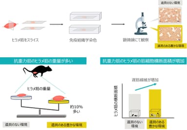 実験結果の概要