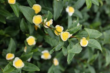 京都産茶の花と葉から生まれた植物水