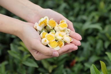 茶の花を一つひとつ手摘み