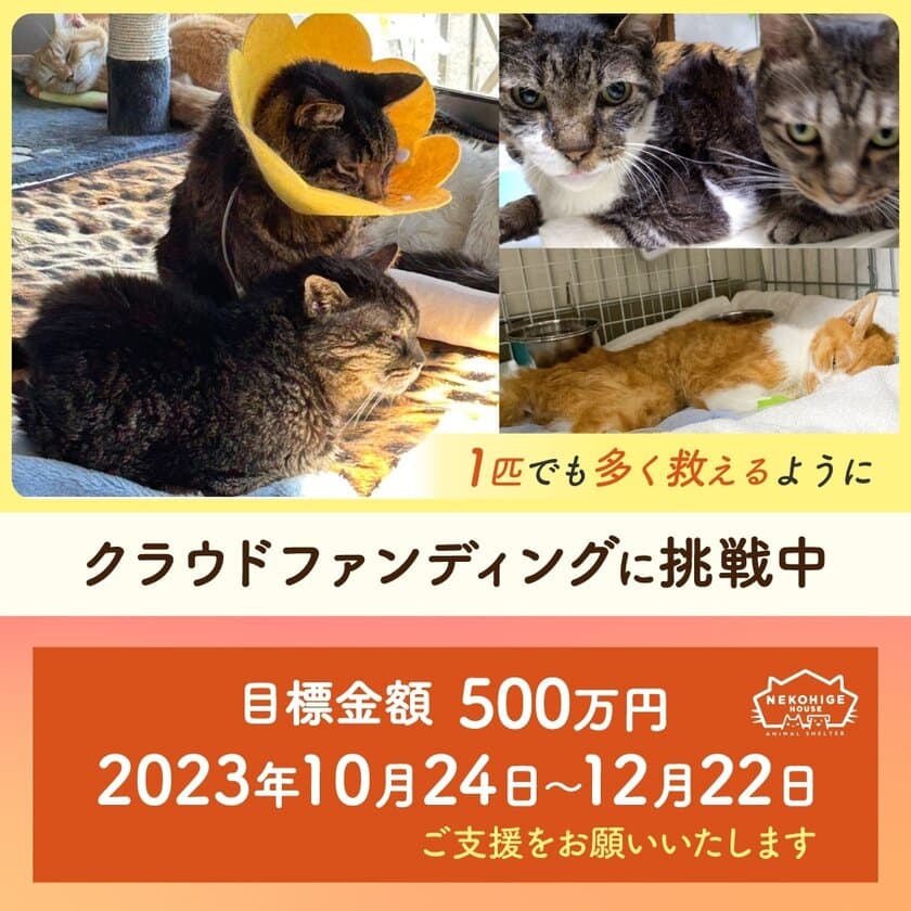 埼玉の保護猫シェルター「ねこひげハウス」
新シェルターへの引越しと保護活動維持のため
クラウドファンディングを開始