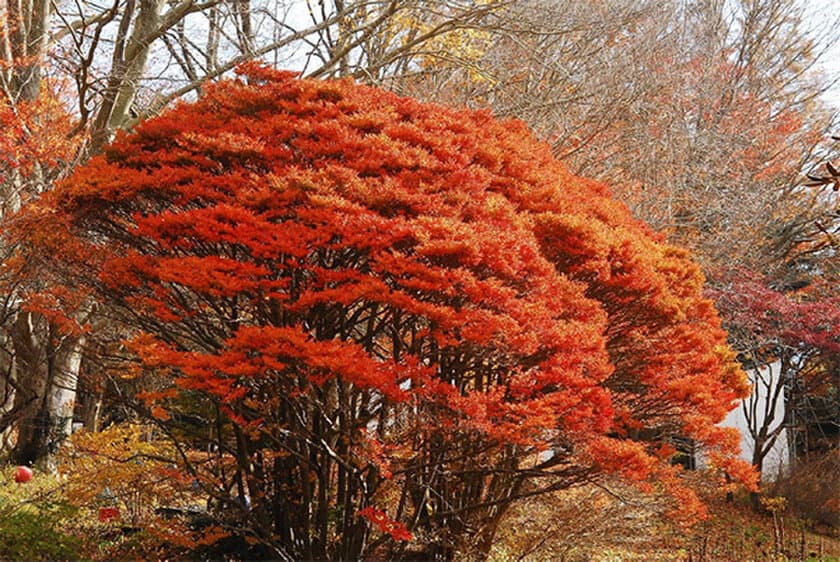 六甲高山植物園 樹齢約100年の大木！
ドウダンツツジの紅葉が見頃
夜間イベント「ひかりの森～夜の芸術散歩～」も開催中