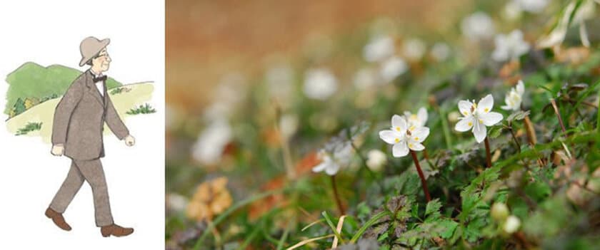 牧野富太郎が愛した花バイカオウレンが鑑賞できる
六甲高山植物園 冬季特別開園