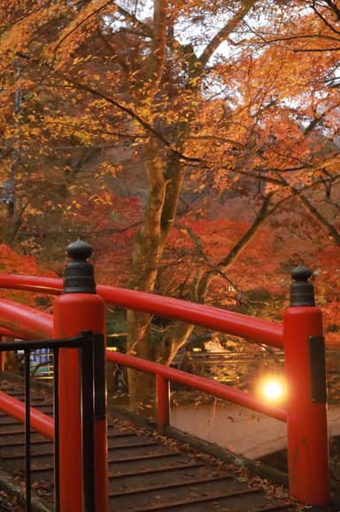 ライトアップされた河鹿橋の紅葉