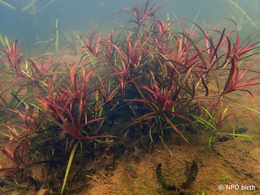 都立公園で東京都絶滅種「ヤナギスブタ」の復活を確認　
～狭山丘陵パートナーズによる湿地再生プロジェクト～