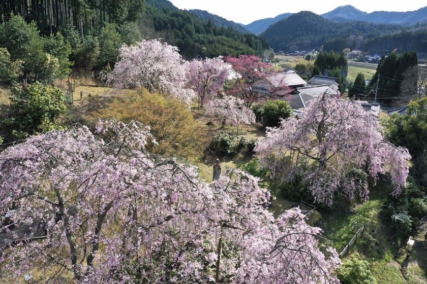 京都洛北『花宝苑』令和6年特別公開日程を発表　
さくらまつり・鯖寿司大博覧会・あじさいまつり