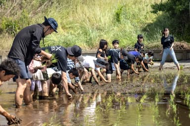 田植え(1)