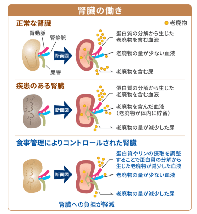 ペットの腎臓ケアのための特別療法食
「ヒルズ　プリスクリプション・ダイエットk/d シリーズ」が
全製品に新テクノロジーを採用しアップグレード