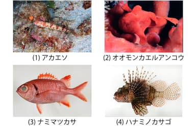 南の海の生物