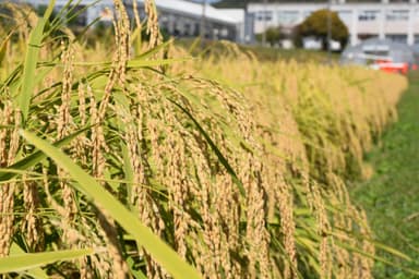 兵庫県立播磨農業高校の高校生たちがつくった「山田錦」