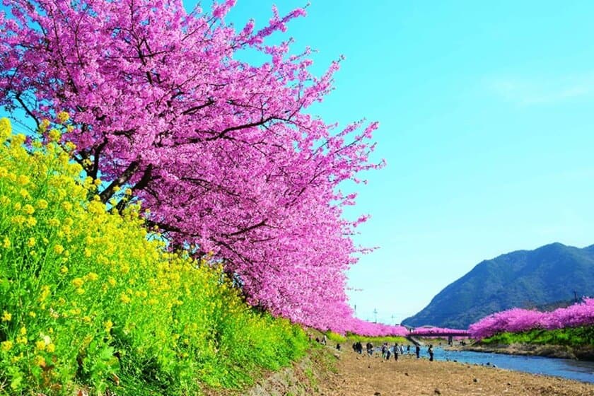 伊豆に春の訪れを告げる早咲き桜の祭典
「河津桜まつり」と「みなみの桜と菜の花まつり」をめぐる
小田原駅発の日帰りバスツアーを12月21日(木)に販売開始