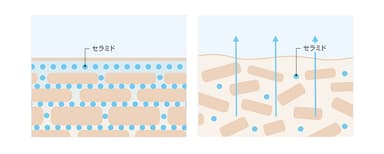 セラミドが豊富な健康肌とセラミド不足の乾燥肌