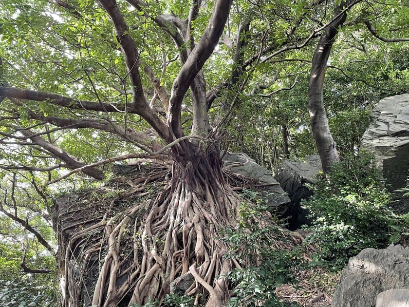 雲仙天草国立公園【天草エリア】の魅力に触れる・体験できる
観光コンテンツを一斉販売開始！各コンテンツをダイジェストで
観ることのできるプロモーションムービーも一斉リリース