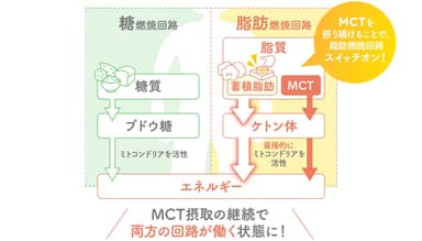 脂肪燃焼回路ONで冷え性を改善