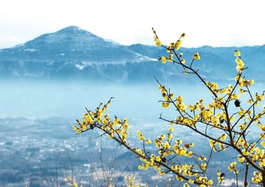 長瀞宝登山臘梅園からの眺望3