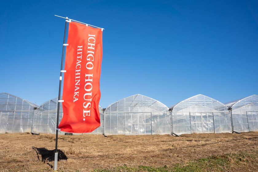 ひたちなかに、大型観光いちご農園
「ICHIGO HOUSE. HITACHINAKA」が開園
「こぼれ山盛りいちご」他、
ミスいちごとコラボした特別記念キャンペーンも！