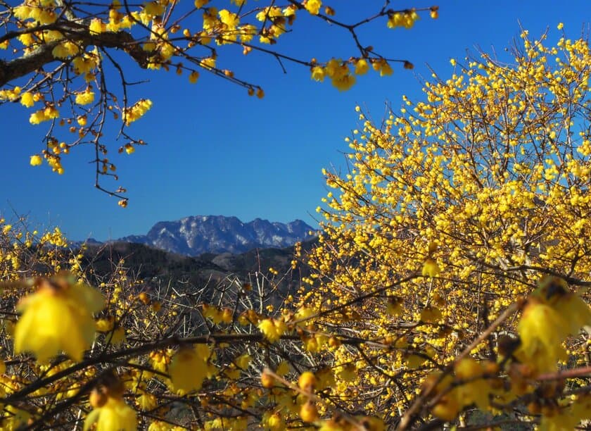 ロウバイの名所「長瀞宝登山臘梅園(ろうばいえん)」が2月に見頃　
「イチローズモルト長瀞茶室BAR」も期間限定で営業