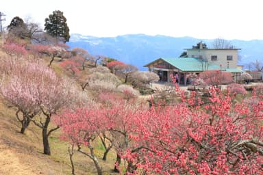 長瀞宝登山梅百花園イメージ1