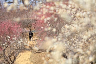 長瀞宝登山梅百花園イメージ2