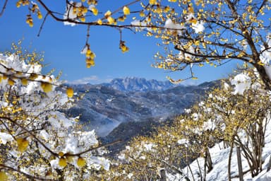 長瀞宝登山臘梅園からの眺望3