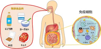 食べる菌体験の重要性