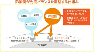 酢酸菌は免疫バランスを整えるための2つのスイッチを押す