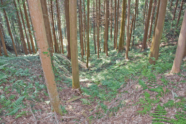 市場城・畝状空堀群(竪堀)