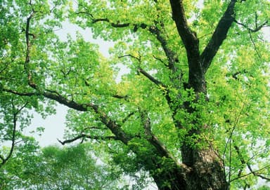 日本の森・イメージ